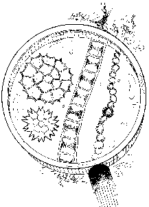 Algae species illustration