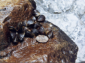 Zebra mussels often grow to be about the same size of a penny.