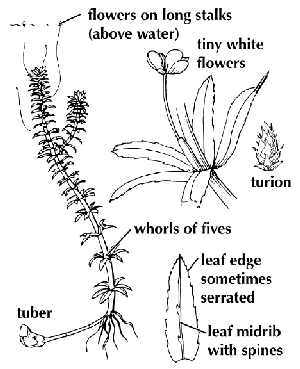 Hydrilla, King County, Washington