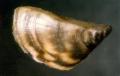 Close-up of zebra mussel