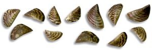 Several zebra mussels