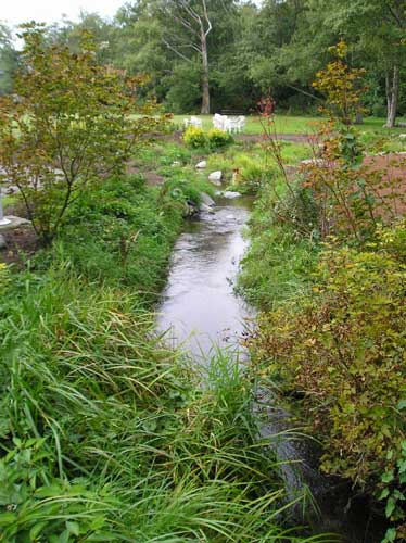 Photo of creek showing young native plants