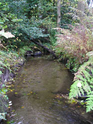 Photo of Walker Creek surrounded by mostly native vegetation