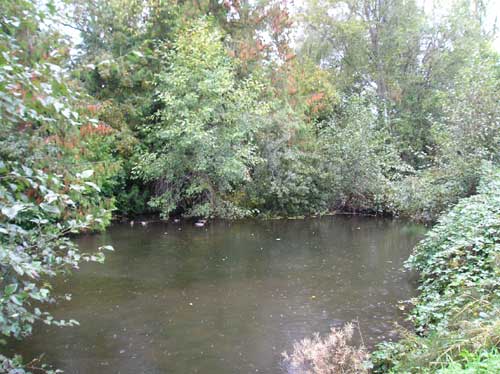 Photo of pond surrounded by native trees and invasive blackberry