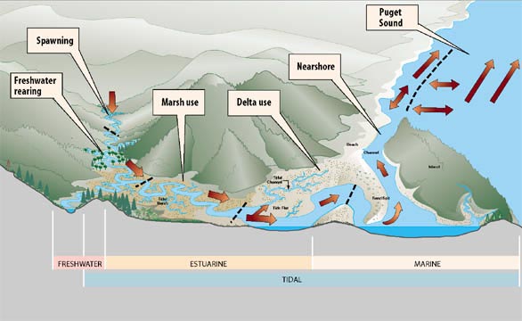 Nearshore Processes - Salmon Use, Large River