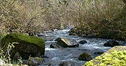Boise Creek near Enumclaw - tributary to the White River