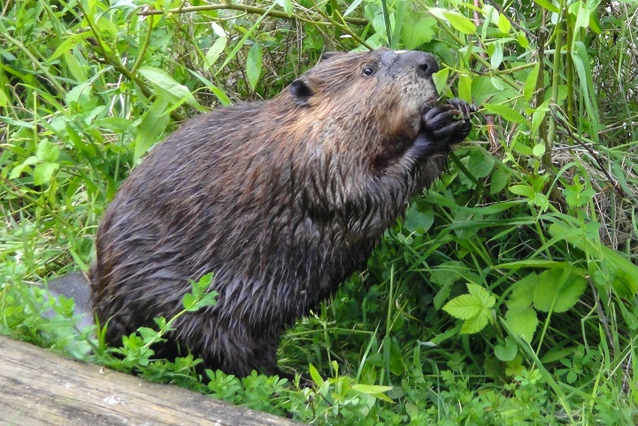 Beaver eating herbaceous material, by John Reinke