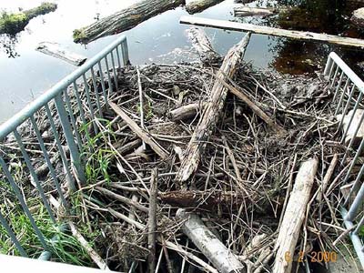 View a full-size photo of Beaver dam plugging trash rack