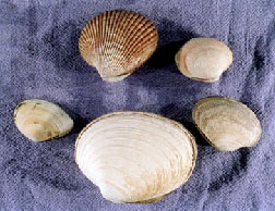 Beach Assessment Clam Identification Key - King County