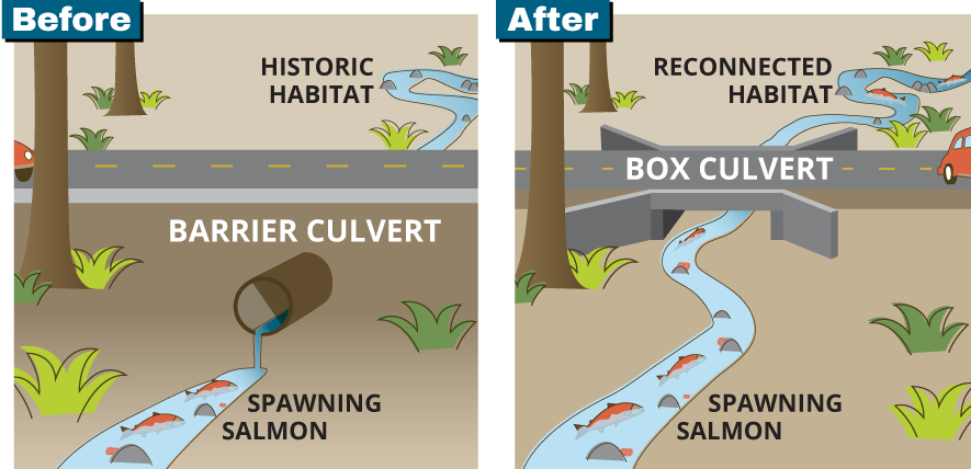 A before and after illustration. The before side shows salmon unable to complete their migration due to an inaccessible pipe culvert blocking the way. The after side shows a new wide box culvert that allows for the fish to access their historic habitat.
