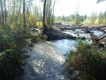 Lower Boise Creek after restoration project