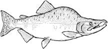 Pink salmon - Oncorhynchus gorbuscha