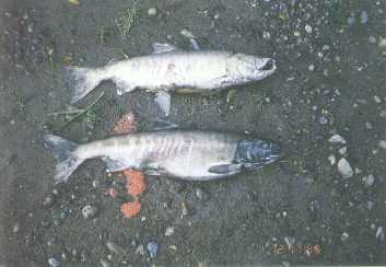 Two adult chum carcasses