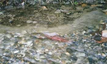 Coho swimming in a stream