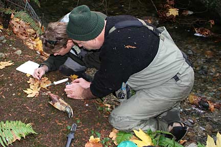 Biologists inspect kokanee on Lewis Creek and Ebright Creek survey
