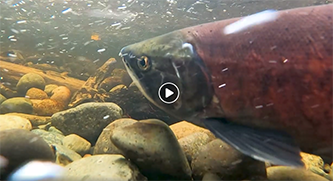 Underwater fish video: kokanee returning to spawn in Laughing Jacobs Creek, Sammamish