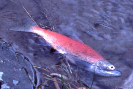 female kokanee salmon from issaquah creek