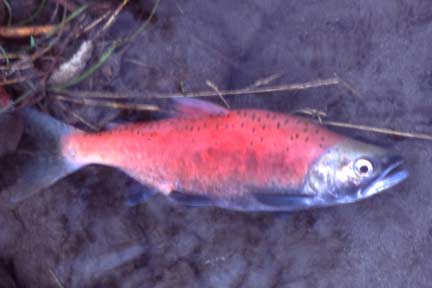 female kokanee or "silver trout" from issaquah creek