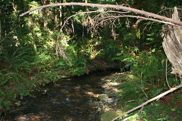kokanee-cam-ebright-creek