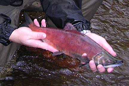 Picture of a male kokanee showing its relative size, from Laughing Jacobs Creek, Sammamish, WA