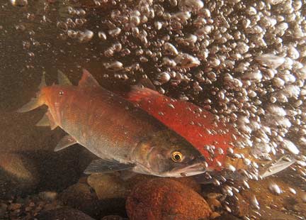 A male and female pair up for spawning in the oxygen rich waters of Ebright Creek
