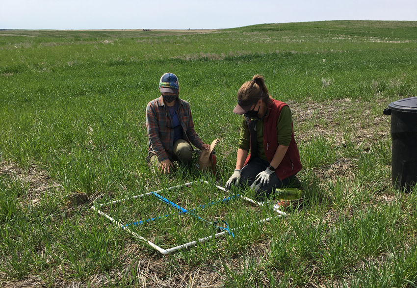 two people analyzing a grid placed over field crops