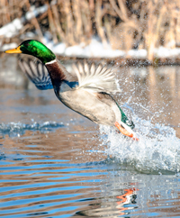 duck taking off from lake