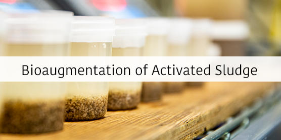Clear containers filled with wastewater samples lined up on a table with title "Bioaugmentation of Activated Sludge"
