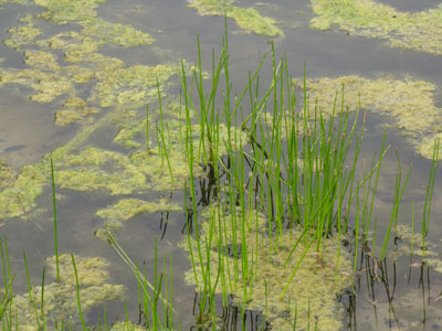 Green algae at Magnuson wetland