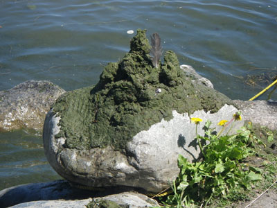 Green algae sculpture at Madrona Beach, Lake Washington