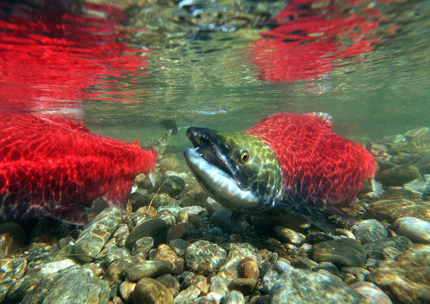 Protecting salmon in our watersheds