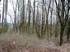 Ricardi Reach Natural Area, Cedar Grove Natural Area, and Jones Reach Natural Area picture
