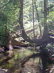 Evans Creek Natural Area picture