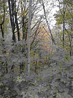 Taylor Mountain forest photo