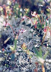 Sphagnum peatland plant community