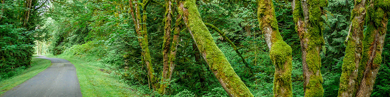 photo of preston-snoqualmie trail with moss covered trees