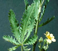 Closeup of sulfur cinquefoil leaf and flower