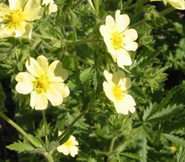 Sulfur cinquefoil flowers and leaves - click for larger image
