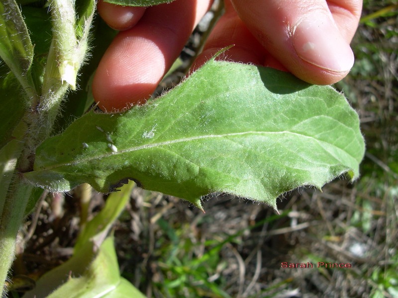 European hawkweed (Hieracium sabaudum) leaf