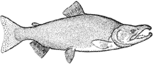 Kokanee salmon - Oncorhynchus nerka