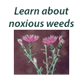 Learn about noxious weeds