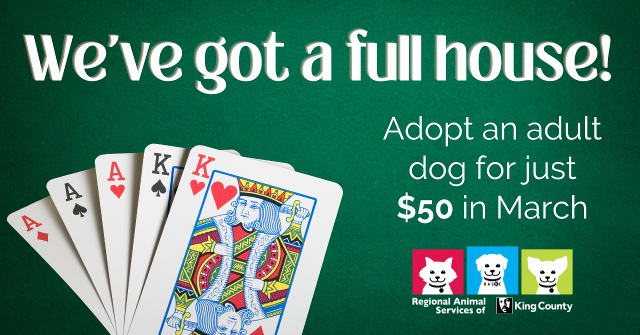 Graphic of playing cards with text We've got a full house! Adopt an adult dog for just $50 in March