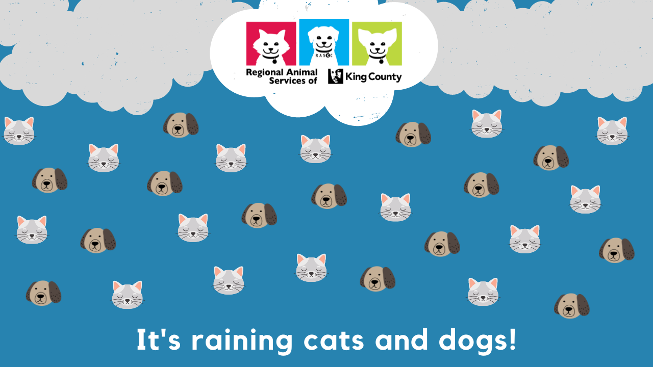Graphic of clouds and cat/dog faces as raindrops with RASKC logo and text It's Raining Cats and Dogs