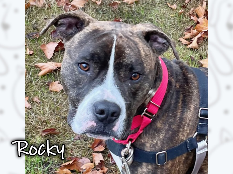 Photo of Rocky, a dog