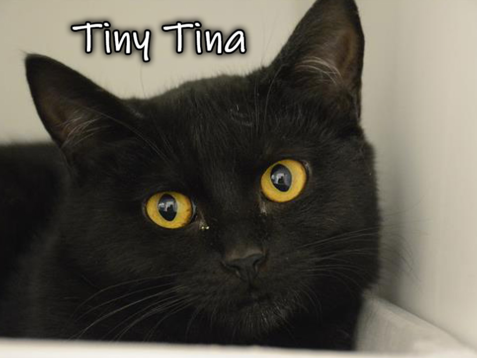 Photo of Tiny Tina, a black cat