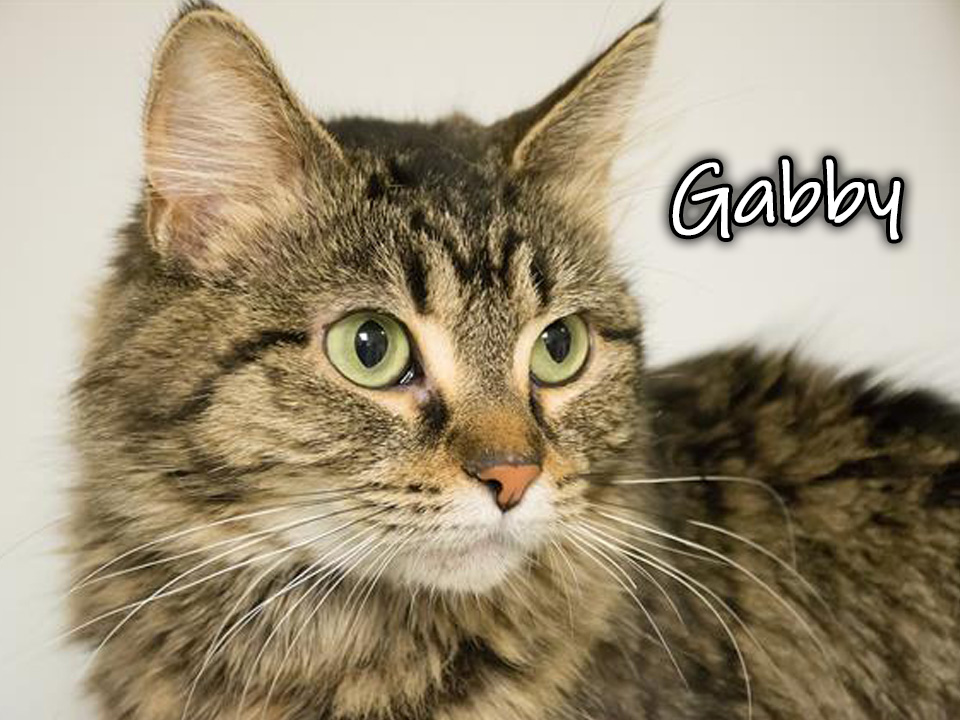 Photo of Gabby, a brown tabby and white cat