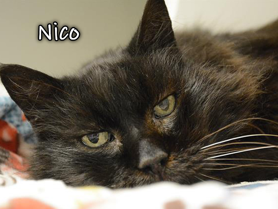 Photo of Nico, a black cat