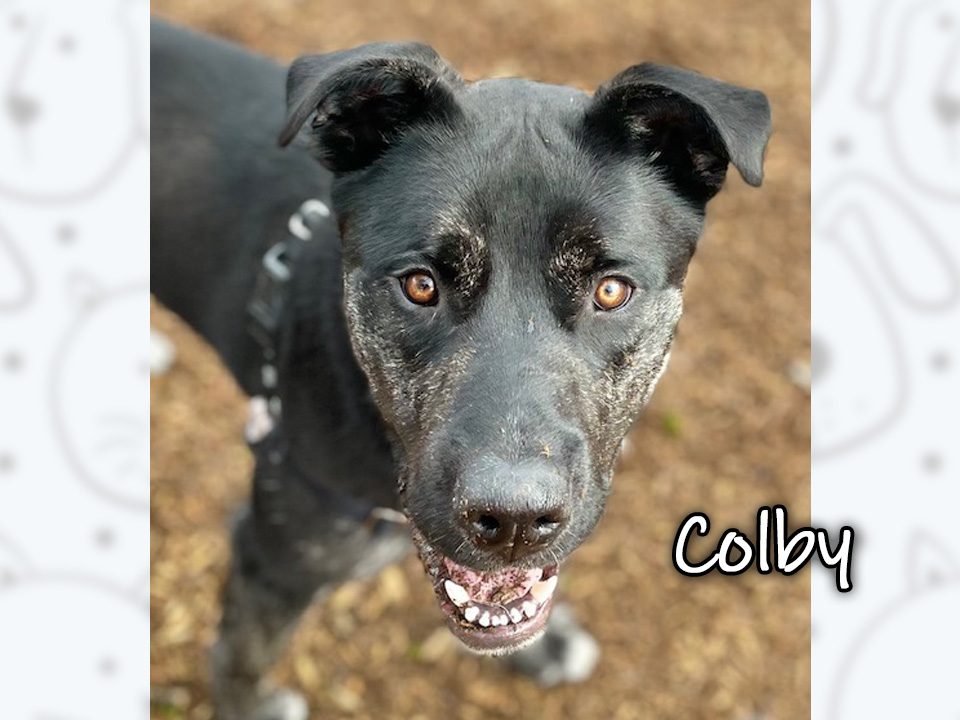 Photo of Colby, a black mixed breed dog