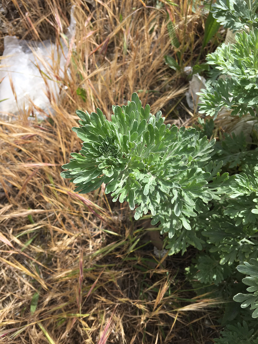 Absinth wormwood leaves