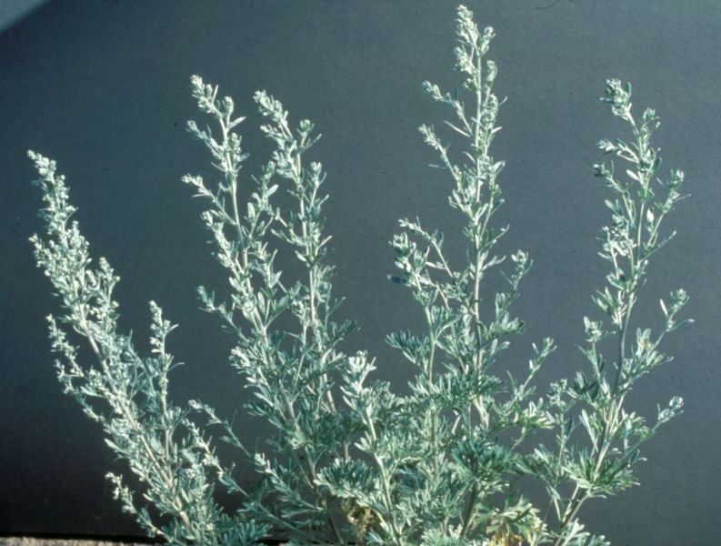 Absinth wormwood - Artemisia absinthium plant